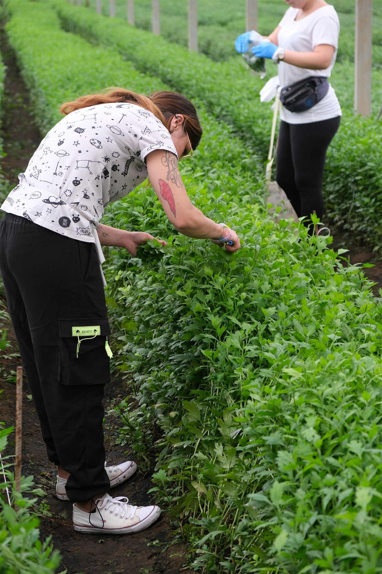 WORK_IN_AGRICULTURE_01-L a young researcher who worked on plants