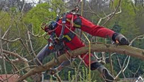 topic5 representative image of a man wearing a harness climbing onto a branch to carry out some work